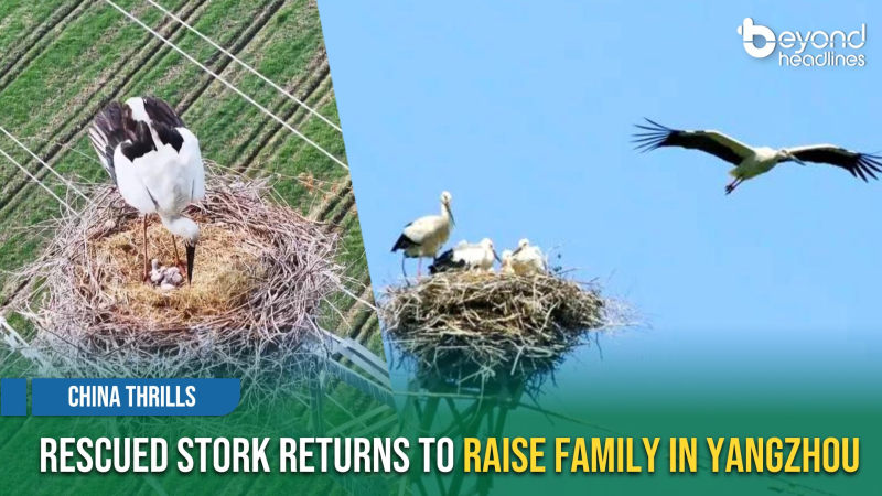 [China Thrills] Rescued Stork Returns to Raise Family in Yangzhou