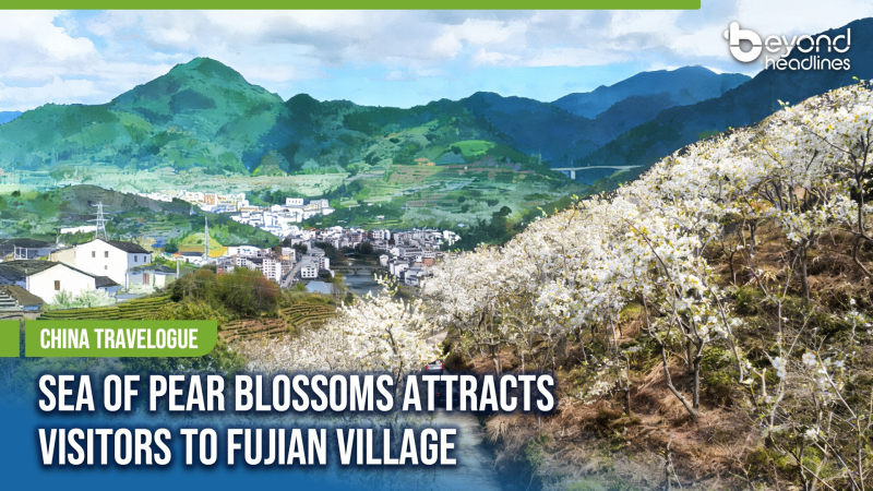 [China Travelogue] Sea of Pear Blossoms Attracts Visitors to Fujian Village
