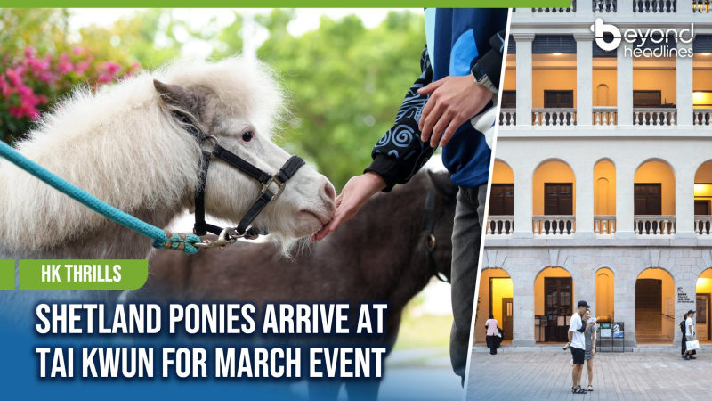 [HK Thrills] Shetland Ponies Arrive at Tai Kwun for March Event