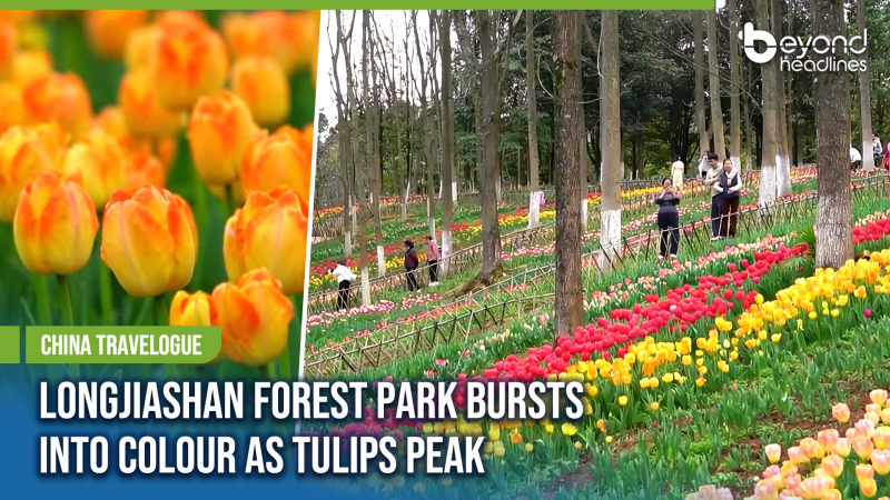 [China Travelogue] Longjiashan Forest Park Bursts into Colour as Tulips Peak