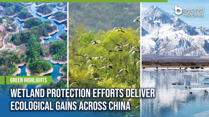 [Green Highlights] Wetland Protection Efforts Deliver Ecological Gains Across China