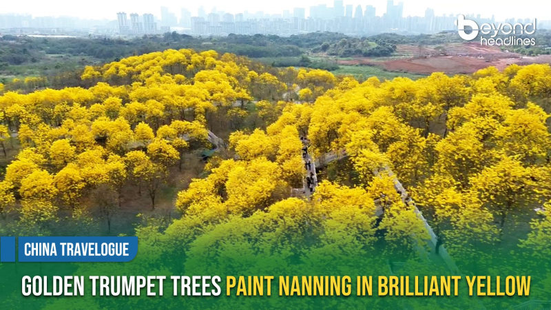 [China Travelogue] Golden Trumpet Trees Paint Nanning in Brilliant Yellow