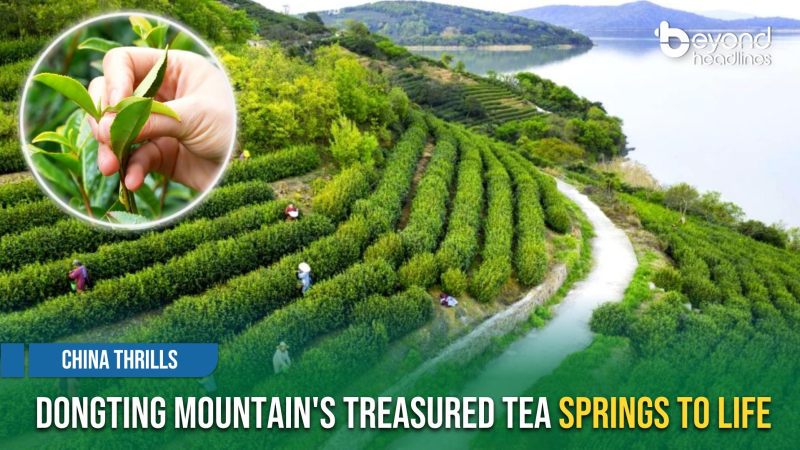 [China Thrills] Dongting Mountain's Treasured Tea Springs to Life