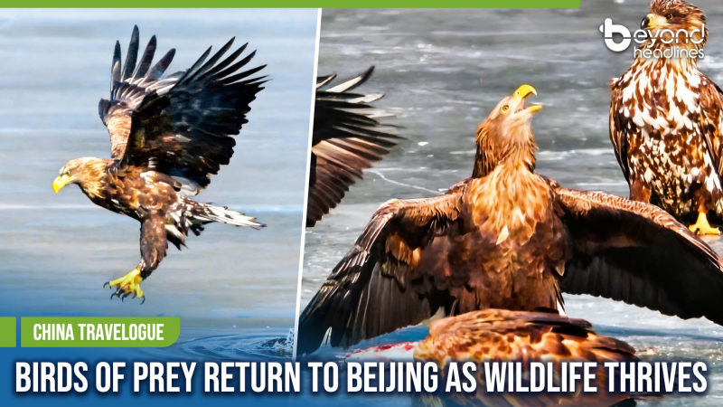 [China Travelogue] Birds of Prey Return to Beijing as Wildlife Thrives