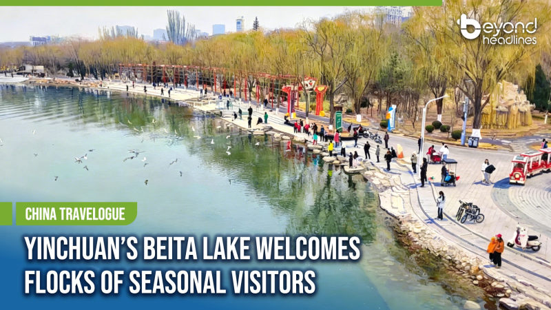 [China Travelogue] Yinchuan’s Beita Lake Welcomes Flocks of Seasonal Visitors