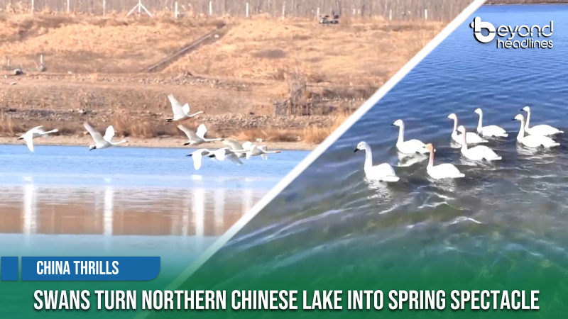 [China Thrills] Swans Turn Northern Chinese Lake into Spring Spectacle