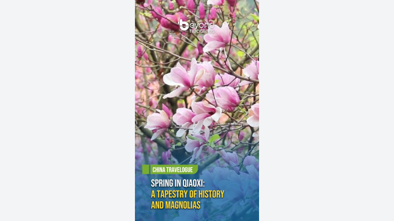 [China Travelogue] Spring in Qiaoxi: A Tapestry of History and Magnolias