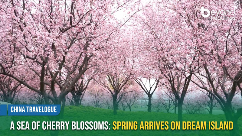 [China Travelogue] A Sea of Cherry Blossoms: Spring Arrives on Dream Island
