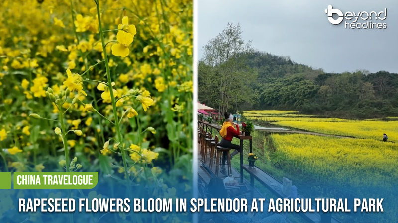 [China Travelogue] Rapeseed Flowers Bloom in Splendor at Agricultural Park