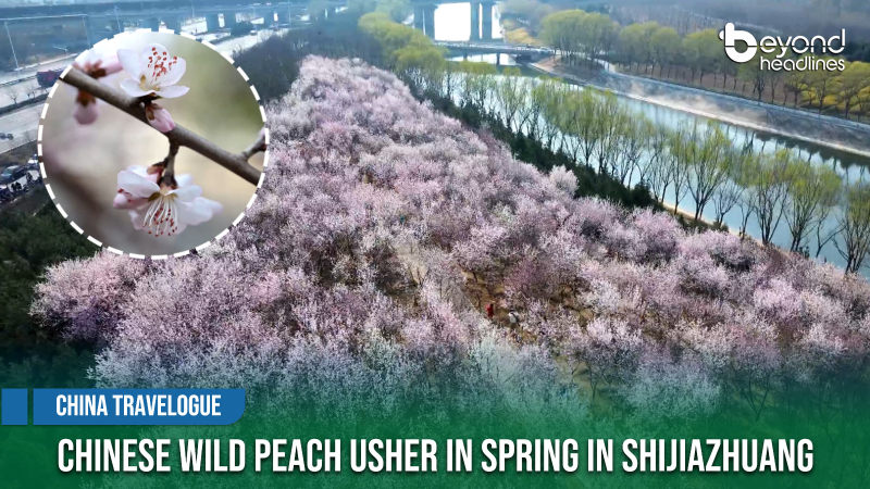 [China Travelogue] Chinese Wild Peach Usher in Spring in Shijiazhuang