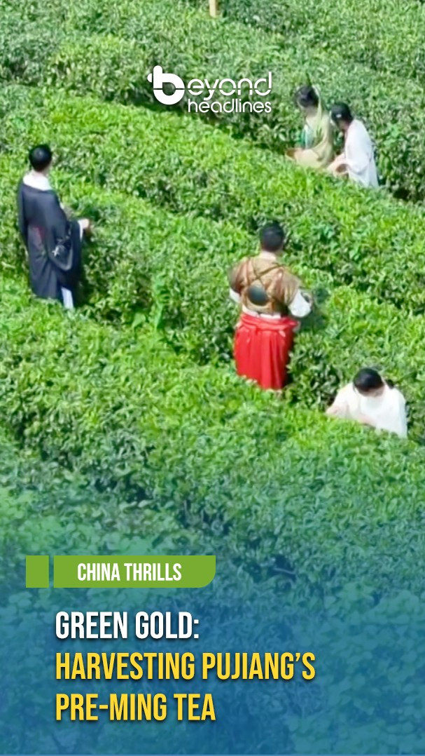 [China Thrills] Green Gold: Harvesting Pujiang’s Pre-Ming Tea