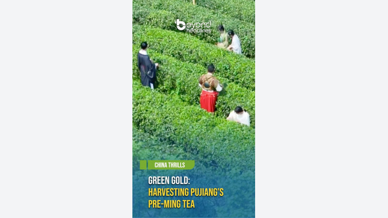 [China Thrills] Green Gold: Harvesting Pujiang’s Pre-Ming Tea