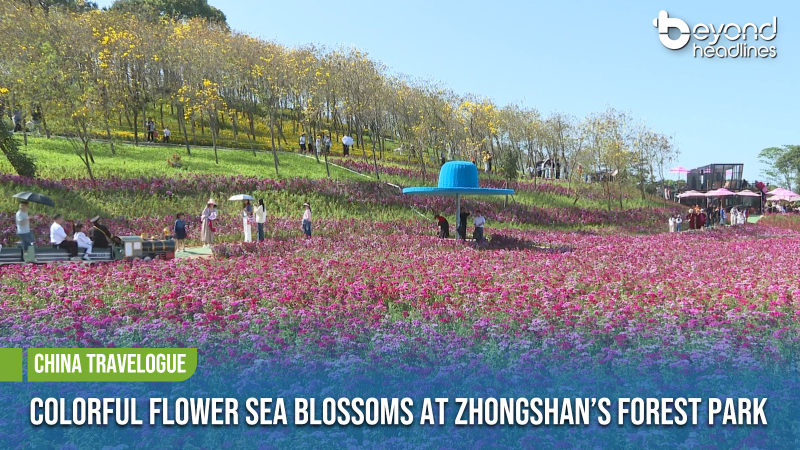 [China Travelogue] Colorful Flower Sea Blossoms at Zhongshan’s Forest Park