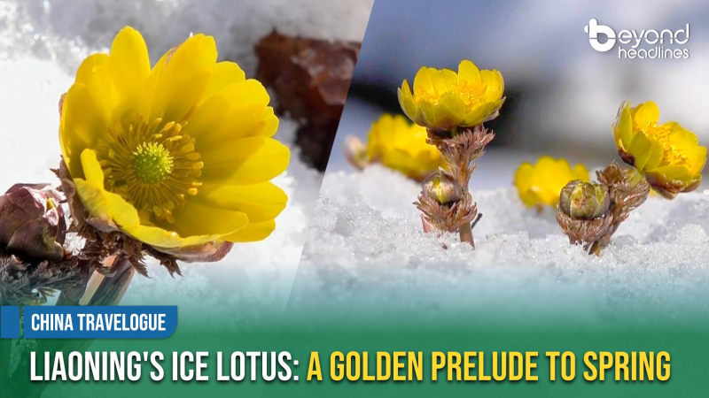 [China Travelogue] Liaoning's Ice Lotus: A Golden Prelude to Spring