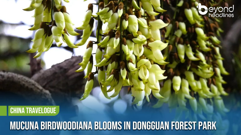 [China Travelogue] Mucuna birdwoodiana Blooms in Dongguan Forest Park