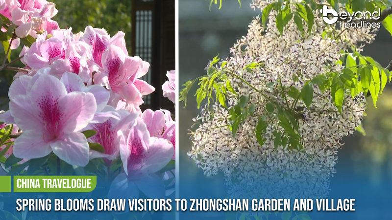 [China Travelogue] Spring Blooms Draw Visitors to Zhongshan Garden and Village