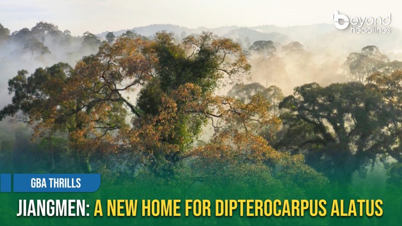 [GBA Thrills] Jiangmen: A New Home for Dipterocarpus alatus