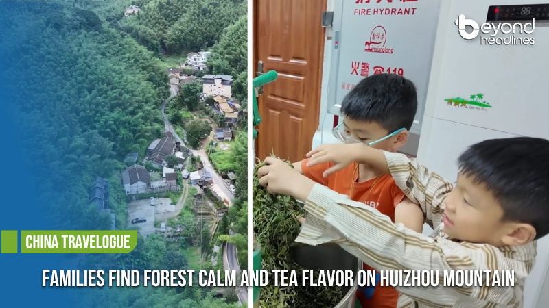 [China Travelogue] Families Find Forest Calm and Tea Flavor on Huizhou Mountain