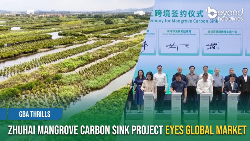 [GBA Thrills] Zhuhai Mangrove Carbon Sink Project Eyes Global Market