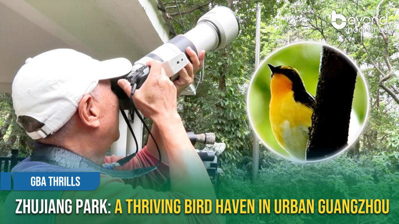 [GBA Thrills] Zhujiang Park: A Thriving Bird Haven in Urban Guangzhou