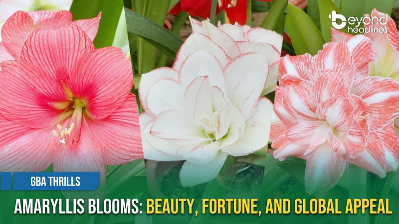 [GBA Thrills] Amaryllis Blooms: Beauty, Fortune, and Global Appeal