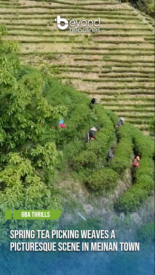 [GBA Thrills] Spring Tea Picking Weaves a Picturesque Scene in Meinan Town