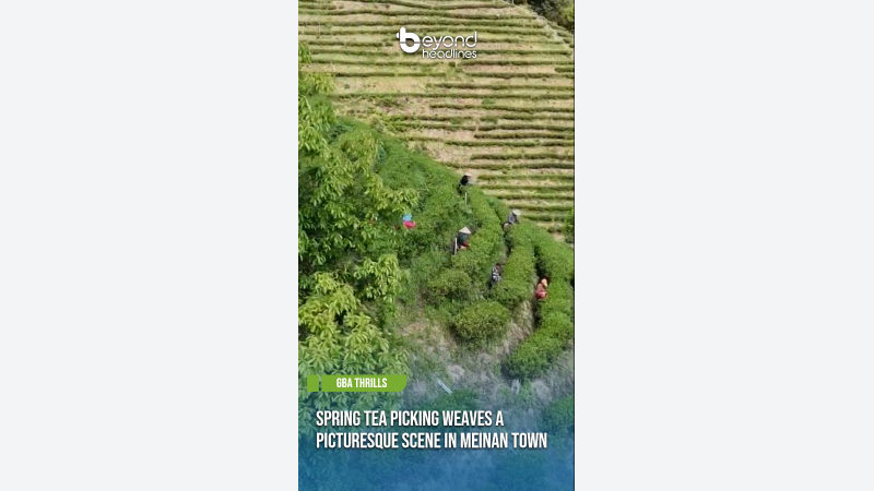 [GBA Thrills] Spring Tea Picking Weaves a Picturesque Scene in Meinan Town
