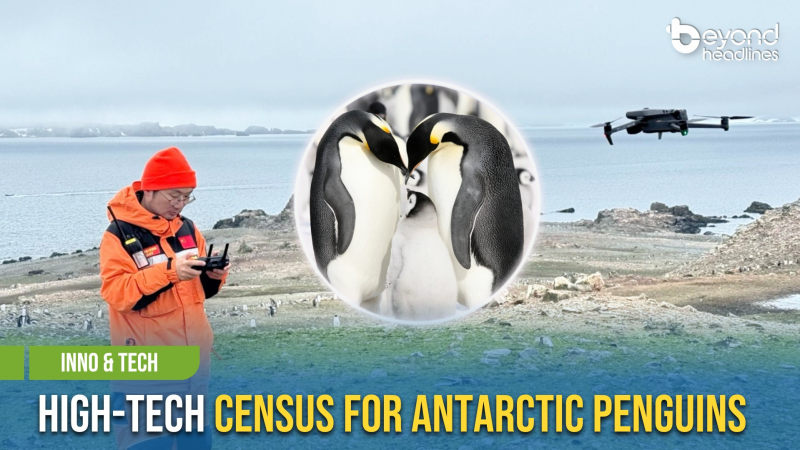 [Inno & Tech] High-Tech Census for Antarctic Penguins