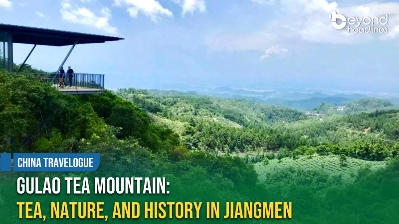 [China Travelogue] Gulao Tea Mountain: Tea, Nature, and History in Jiangmen