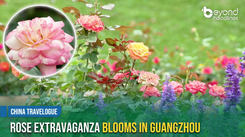 [China Travelogue] Rose Extravaganza Blooms in Guangzhou