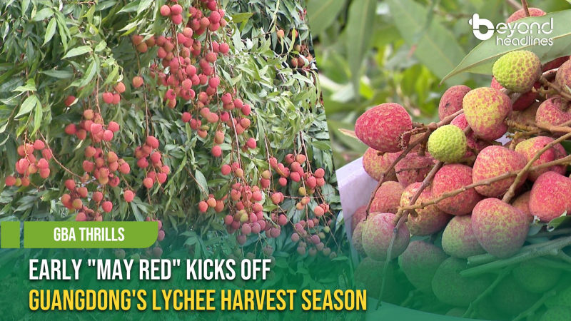 [GBA Thrills] Early “May Red” Kicks Off Guangdong’s Lychee Harvest Season