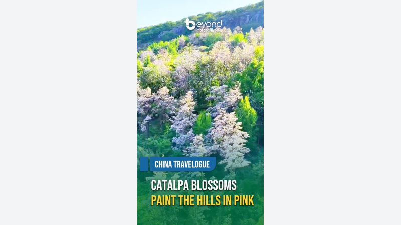 [China Travelogue] Catalpa Blossoms Paint the Hills in Pink