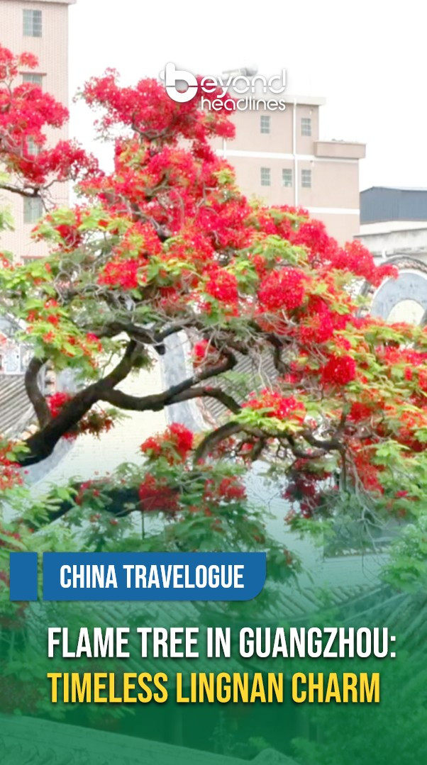 [China Travelogue] Flame Tree in Guangzhou: Timeless Lingnan Charm