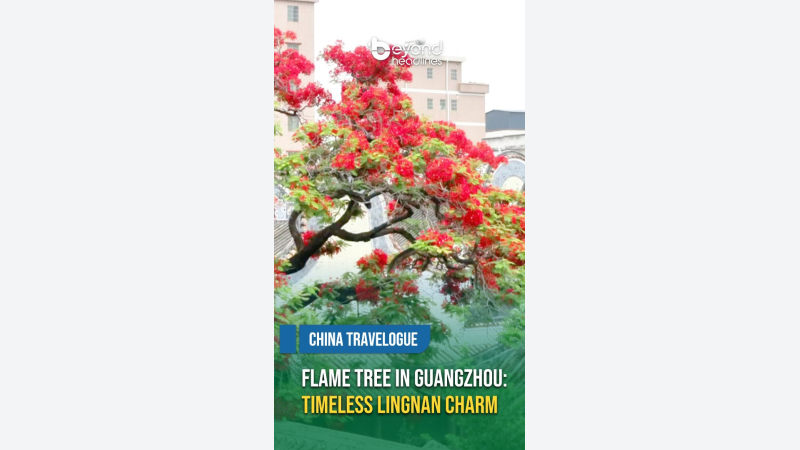 [China Travelogue] Flame Tree in Guangzhou: Timeless Lingnan Charm