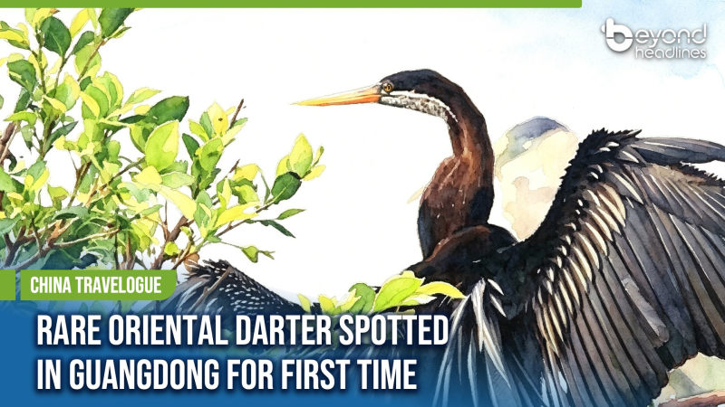 [China Travelogue] Rare Oriental Darter Spotted in Guangdong for First Time