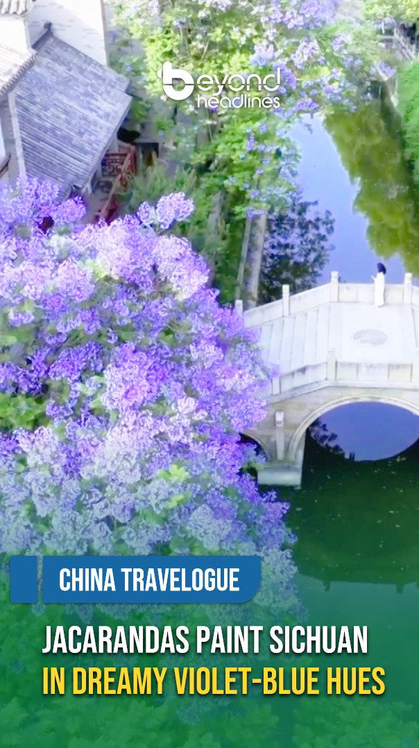 [China Travelogue] Jacarandas Paint Sichuan in Dreamy Violet-Blue Hues