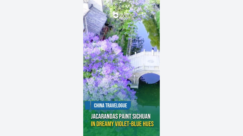 [China Travelogue] Jacarandas Paint Sichuan in Dreamy Violet-Blue Hues