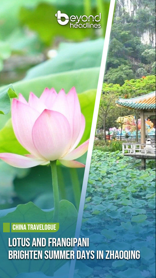 [China Travelogue] Lotus and Frangipani Brighten Summer Days in Zhaoqing