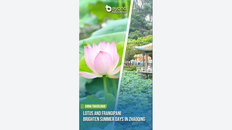 [China Travelogue] Lotus and Frangipani Brighten Summer Days in Zhaoqing