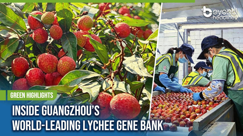[Green Highlights] Inside Guangzhou’s World-Leading Lychee Gene Bank