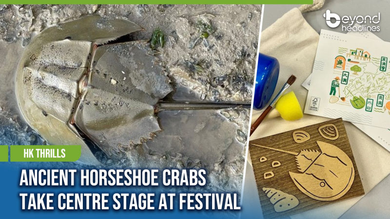 [HK Thrills] Ancient Horseshoe Crabs Take Centre Stage at Festival Walk