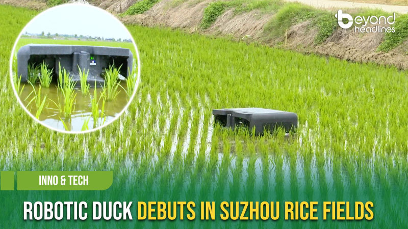 [Inno & Tech] Robotic Duck Debuts in Suzhou Rice Fields