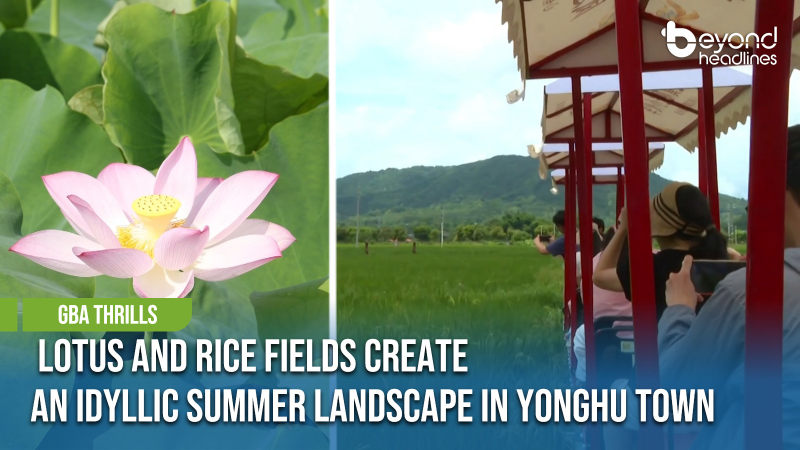 [GBA Thrills] Lotus and Rice Fields Create an Idyllic Summer Landscape in Yonghu Town