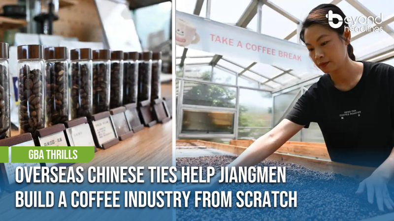 [GBA Thrills] Overseas Chinese Ties Help Jiangmen Build a Coffee Industry from Scratch