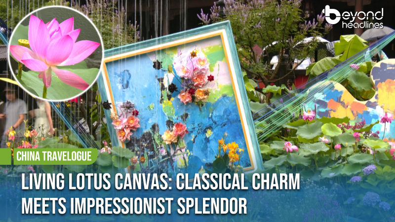 [China Travelogue] Living Lotus Canvas: Classical Charm Meets Impressionist Splendor