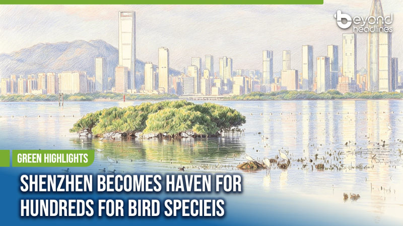 [Green Highlights] Shenzhen Becomes Haven for Hundreds of Bird Species