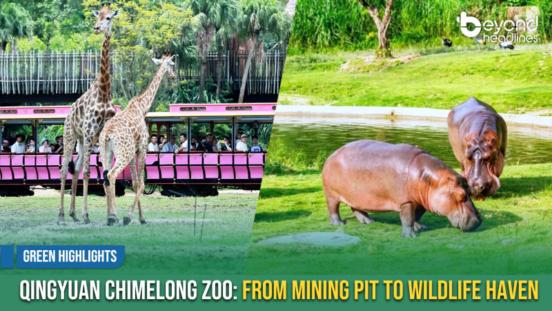 [Green Highlights] Qingyuan Chimelong Zoo: From Mining Pit to Wildlife Haven