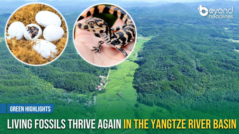 [Green Highlights] Living Fossils Thrive Again in the Yangtze River Basin