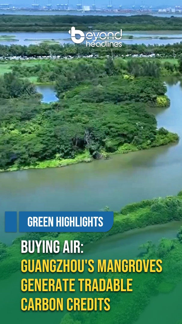 [Green Highlights] Buying Air: Guangzhou's Mangroves Generate Tradable Carbon Credits
