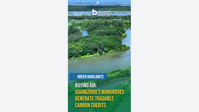 [Green Highlights] Buying Air: Guangzhou's Mangroves Generate Tradable Carbon Credits